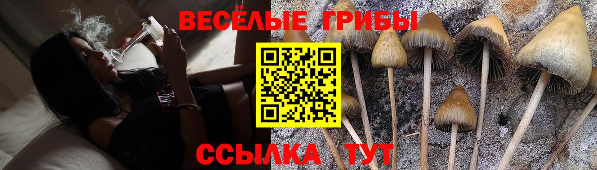 Псилоцибиновые грибы Psilocybine cubensis Ачинск